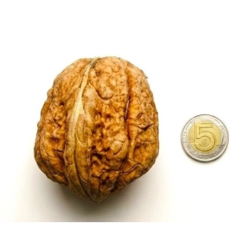 ORZECH WŁOSKI JACEK duże orzechy - sadzonki 70 / 100 cm