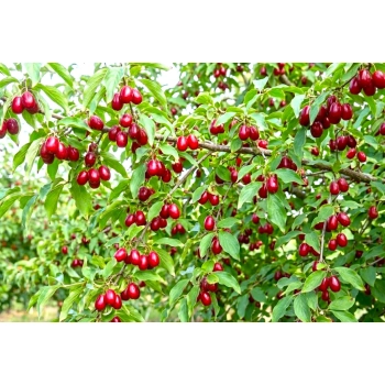 DEREŃ JADALNY odporne na mróz - sadzonki 30 / 50 cm