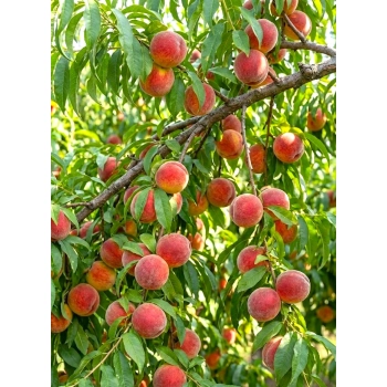 BRZOSKWINIA ROSYJSKA odporna na mróz - sadzonki 120 / 140 cm