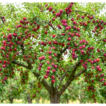 ŚLIWA ROSYJSKA odporna na mróz - sadzonki 90 / 140 cm