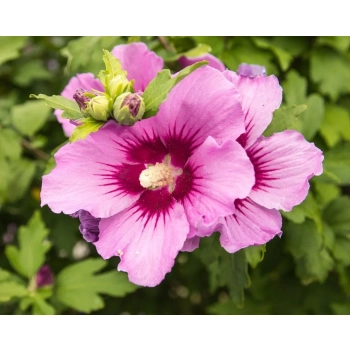 HIBISKUS NA PNIU Tower Purple - sadzonki 170 / 190 cm