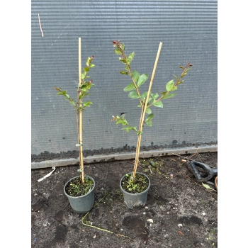 LAGERSTROEMIA na pniu czerwona bez południa - sadzonki 70 / 90 cm
