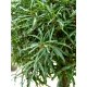 KRUSZYNA SZCZEPIONA NA PNIU POSPOLITA ASPLENIFOLIA MIODODAJNA - sadzonki 120 / 140 cm