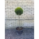 BONSAI Cyprysik Lawsona Ivonne kulisty - sadzonki 120 / 140 cm