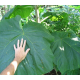 PAULOWNIA PUSZYSTA drzewko szczęścia - sadzonki 90 / 120 cm