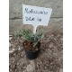 MODRZEWNICA pospolita BLUE ICE - sadzonki 10 / 20 cm