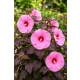 HIBISKUS Ketmia bagienny różowy bordowy liść