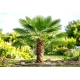 PALMA Trachycarpus fortunei mrozoodporna - sadzonki 20 / 40 cm