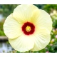 HIBISKUS KETMIA BAGIENNY Old Yella - sadzonki 10 / 15 cm