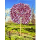 MAGNOLIA SUSAN - sadzonki 40 / 60 cm