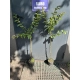 LAGERSTROEMIA na pniu czerwona bez południa - sadzonki 100 / 120 cm