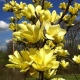 MAGNOLIA szczepiona ŻÓŁTA YELLOW - sadzonki 130 / 160 cm