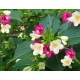 KRZEWUSZKA WEIGELA trzy kolorowa TRICOLOR - sadzonki 90 / 110 cm