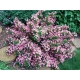 WEIGELA KRZEWUSZKA - sadzonki 50 / 70 cm