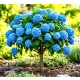HORTENSJA OGRODOWA SZCZEPIONA NA PNIU NIEBIESKA - sadzonki 60 / 80 cm