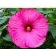 HIBISKUS Ketmia bagienny różowy Luna Rose