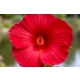 HIBISKUS Ketmia bagienny czerwony Luna Red