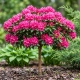 RODODENDRON NA PNIU RÓŻOWO - MALINOWY - sadzonki 60 / 70 cm