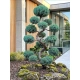 BONSAI BONZAJ JAŁOWIEC WIELE KUL - sadzonki 180 / 210 cm