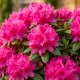 RODODENDRON NA PNIU RÓŻOWO - MALINOWY - sadzonki 60 / 70 cm
