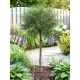 KRUSZYNA SZCZEPIONA NA PNIU POSPOLITA ASPLENIFOLIA MIODODAJNA - sadzonki 120 / 140 cm