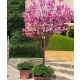 MAGNOLIA SUSAN NA PNIU POLSKA PRODUKCJA - sadzonki 80 / 100 cm