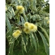 KASZTAN JADALNY szczepiony Aspleniifolia - sadzonki 60 / 80 cm