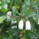 KRINODENDRON Crinodendron Patagua - sadzonki 10 / 15 cm