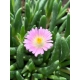 SŁONECZNICA delosperma Rosequartz - sadzonki 5 / 10 cm