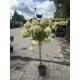 HORTENSJA NA PNIU RÓŻOWO - PISTACJOWA sadzonki 150 / 170 cm