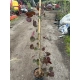 JUDASZOWIEC KANADYJSKI SZCZEPIONY Forest Pansy purpurowy - sadzonki 90 / 110