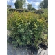 LAGERSTROEMIA na pniu różowa bez południa - sadzonki 100 / 120 cm