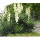 JUKA YUCCA duża roslina z polskiej produkcji - sadzonki 60 / 80 cm