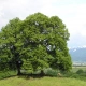 Lipa szerokolistna szczepiona Moltkei MOLTKEGO miododajna - sadzonki 180 / 200 cm