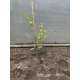 LAGERSTROEMIA bez południa fioletowa - sadzonki 60 / 80 cm