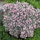 MODRZEWNICA pospolita BLUE ICE - sadzonki 10 / 20 cm