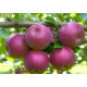 JABŁOŃ LOBO W DONICY miękkie smaczne - sadzonki 110 / 140 cm
