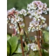 BERGENIA SERCOLISTNA Jelle - sadzonki 10 / 15 cm