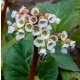 BERGENIA SERCOLISTNA Jelle - sadzonki 10 / 15 cm