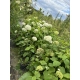 HORTENSJA DRZEWIASTA Bounty - sadzonki 60 / 80 cm
