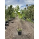 HORTENSJA DRZEWIASTA Bounty - sadzonki 60 / 80 cm