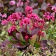 BERGENIA SERCOLISTNA Flirt zimozielona - sadzonki 10 / 15 cm