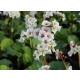 BERGENIA SERCOLISTNA Jelle - sadzonki 10 / 15 cm