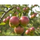 JABŁOŃ CHAMPION niskopienna - sadzonki 110 / 140 cm