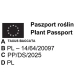 CIS POSPOLITY REPANDENS - sadzonki 40 / 50 cm