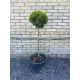 BONSAI Cyprysik Lawsona Ivonne kulisty - sadzonki 120 / 140 cm