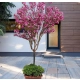 MAGNOLIA HEAVEN SCENT NA PNIU - sadzonki 160 / 190 cm