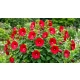 HIBISKUS Ketmia bagienny czerwony Luna Red