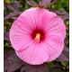 HIBISKUS Ketmia bagienny różowy bordowy liść