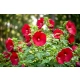 HIBISKUS Ketmia bagienny czerwony Luna Red